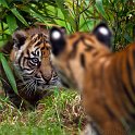 slides/IMG_1313.jpg sumatran, tiger, cub, wildlife, feline, big cat, cat, predator, fur, marking, stripe, eye WBCW107 - Sumatran Tiger Cubs